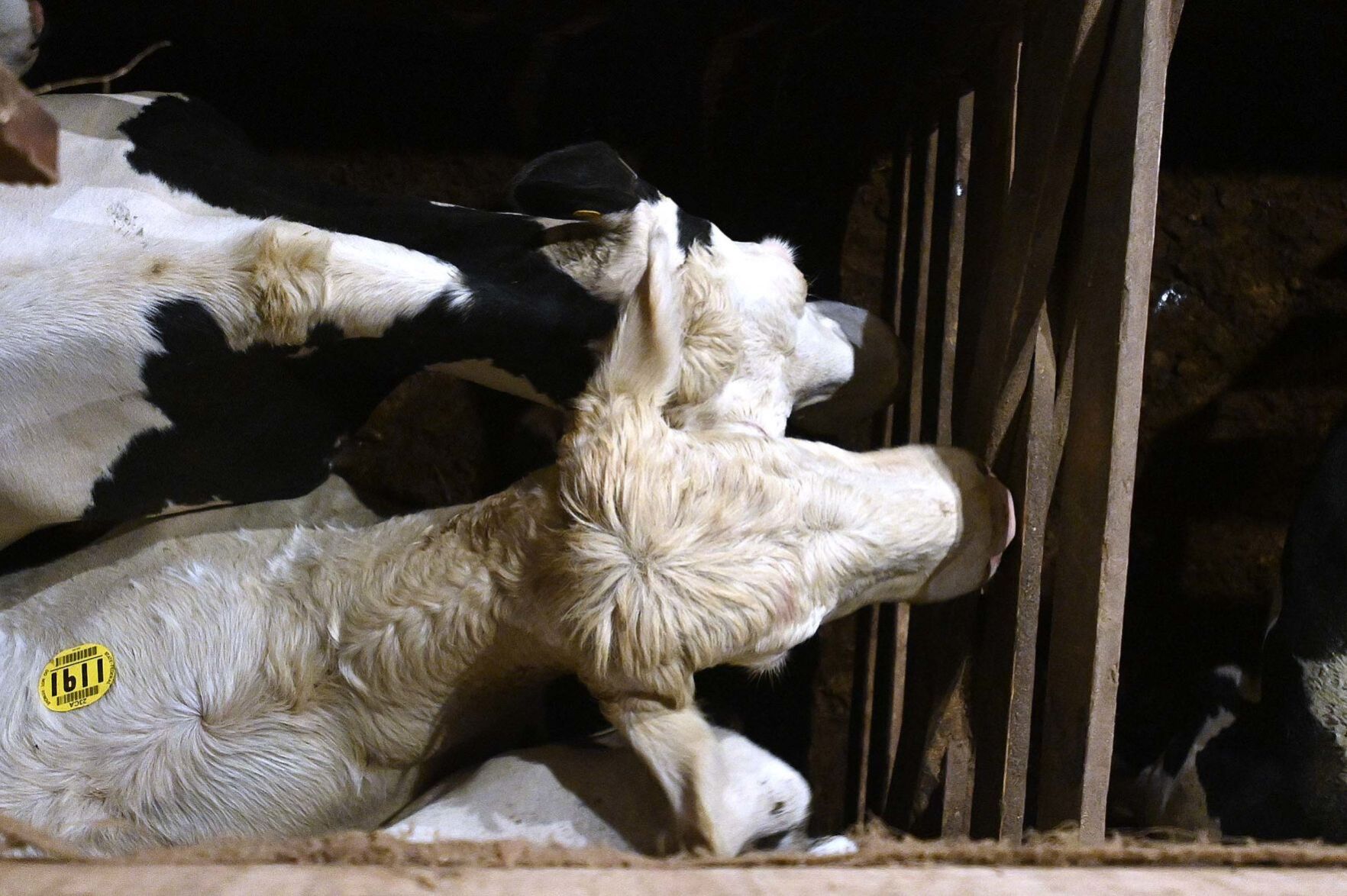 Carlisle Livestock Auction 20.JPG
